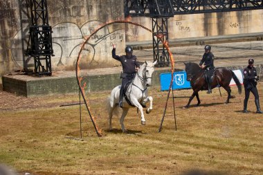 Vigo, Pontevedra, İspanya; 26 Mayıs 2024; Ulusal Polis Özel Süvari Birliği 'nin olağanüstü bir sergisi, suçluların gözaltına alınması, terbiye, itaat, atların değeri,