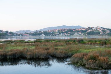 Nigran bataklığı ve yüksek gelgitle kaplanmış bitki örtüsü.