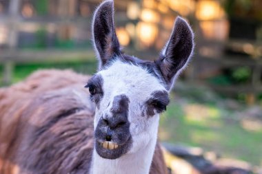 Beyaz bir Lama 'nın çitin arka planında dili çıkmış bir yakın plan fotoğrafı.