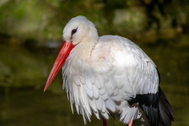 Leylekler, siyah beyaz, büyük kırmızı gagalı.