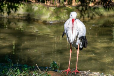 Leylekler, siyah beyaz, büyük kırmızı gagalı.