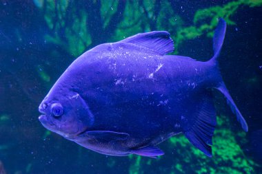 Akvaryumdaki piranhalar