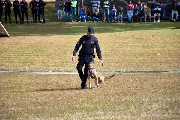 stock image Vigo, Pontevedra, Spain; May,26,2024; Parade of dogs belonging to the Association of Canine Guides of the National Police in an exhibition in the Castrelos de Vigo park