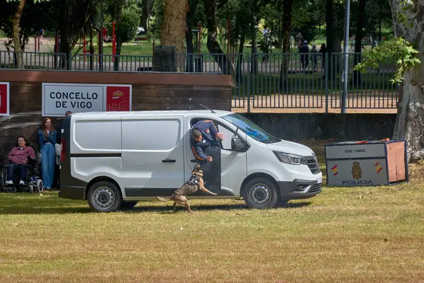 Vigo, Pontevedra, İspanya; 26 Mayıs 2024; Ulusal Polis Teşkilatı Köpek Rehberleri Derneği 'ne mensup köpeklerin hala suçluları tutukladığı muhteşem sergi