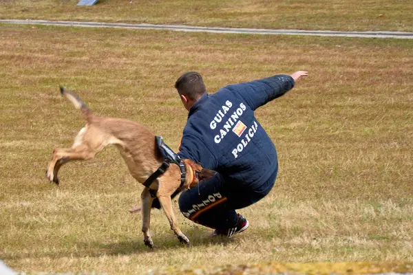 Vigo, Pontevedra, İspanya; 26 Mayıs 2024; Ulusal Polis Teşkilatı Köpek Rehberleri Derneği 'ne mensup köpeklerin hala suçluları tutukladığı muhteşem sergi