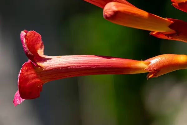 Stock image A closeup of a red Bignonia that has just opened horizontally