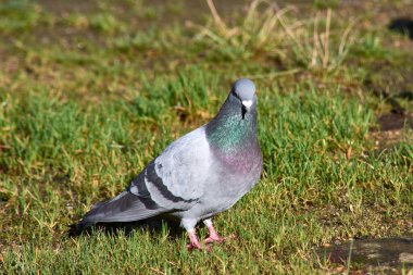 Kaya güvercini (İngilizce: Columba Livia - Kaya güvercini), bir kuş türüdür.