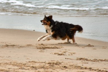 Siyah, beyaz ve kahverengi uzun saçlı köpek gün boyunca sahilde koşuyor.