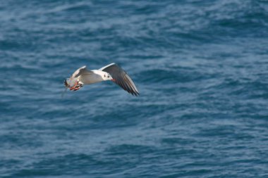 Yalnız bir siyah başlı martı mavi Ria de Vigo 'da uçuyor ve küçük bir balık yakalamak için izliyor.