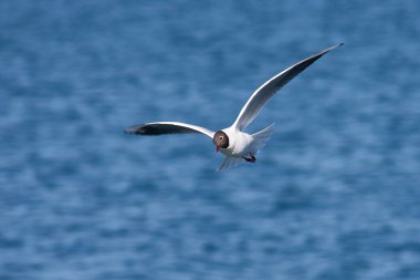 Yalnız bir siyah başlı martı mavi Ria de Vigo 'da uçuyor ve küçük bir balık yakalamak için izliyor.