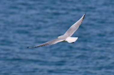Yalnız bir siyah başlı martı mavi Ria de Vigo 'da uçuyor ve küçük bir balık yakalamak için izliyor.