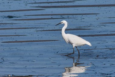 Nikah dumanıyla küçük bir balıkçıl, İspanya 'nın Ria de Vigo kentindeki Cesantes Sahili' nde suyun dibini karıştırarak yiyecek arar.