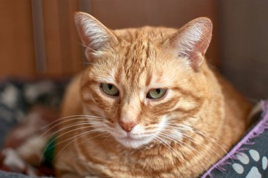 Bir kedi yukarı bakar çünkü yanından geçen bir şey dikkatini çekmiştir.