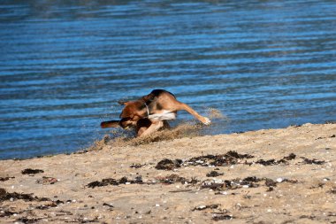 Büyük kırmızı ve siyah bir köpek bir topla oynarken kumsaldan kum topluyor.