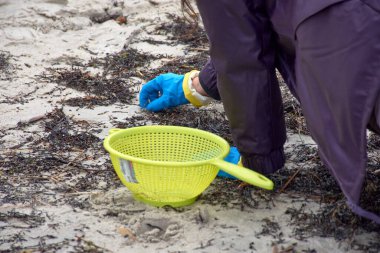 Nigran, İspanya; Ocak 09.2024; Çok sayıda gönüllü, huni, süzgeç, eldiven gibi temel araçlar kullanarak bir tekneye düşen plastik topakları toplamak için Galiçya plajlarına gitti.