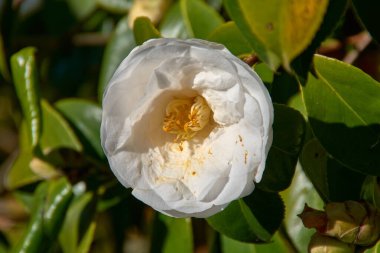 Bahar mevsiminde İspanya 'nın Pontevedra kentindeki Areeiro Fitopatoloxica İstasyonu' nun bahçesinde beyaz çiçekler ve kalın yapraklarla açan kamelya çalıları.