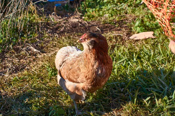 stock image Free-living Araucana chicken on the farm that produces blue eggs