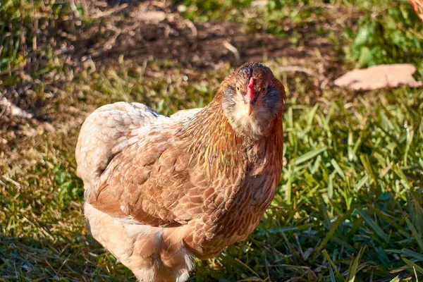 stock image Free-living Araucana chicken on the farm that produces blue eggs