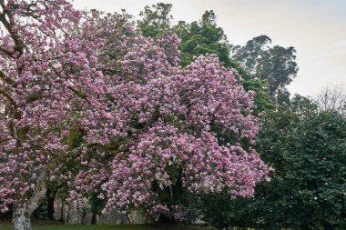 Bir sürü pembe çiçekli manolya ağacı.