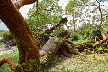 Portekiz 'in Azores adasındaki San Miguel adasındaki Furnas' taki fümerollerden ve kaynayan sulardan gelen yosun ve sülfür renginde devrilmiş ağaç.