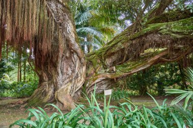 Terra Nostra Parkı 'ndaki antik Kuzey Rata Ağacı' nın (metrosideros robusta) bükülmüş gövdesi ve Portekiz 'in Azores kentindeki Sao Miguel Adası' nda 2000 'den fazla farklı ağacı olan bahçeler.