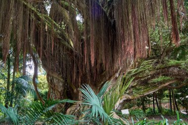 Terra Nostra Parkı 'ndaki antik Kuzey Rata Ağacı' nın (metrosideros robusta) bükülmüş gövdesi ve Portekiz 'in Azores kentindeki Sao Miguel Adası' nda 2000 'den fazla farklı ağacı olan bahçeler.