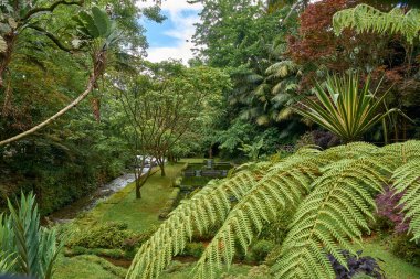 Terra Nostra bahçeleri, Furnas, Sao Miguel, Azores ve Portekiz 'de yeşil bitkilerin yeşerdiği tropikal bir orman olan su sisteminin ortasında yer almaktadır.