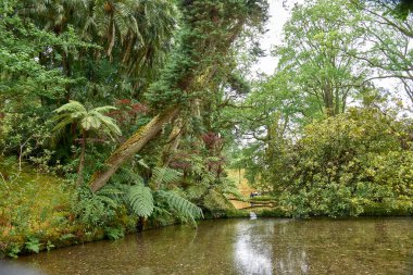 Terra Nostra bahçeleri, Furnas, Sao Miguel, Azores ve Portekiz 'de yeşil bitkilerin yeşerdiği tropikal bir orman olan su sisteminin ortasında yer almaktadır.