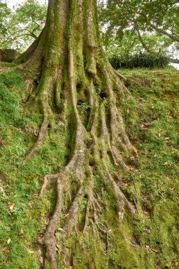 Köklerini Portekiz, Azores 'deki Sao Miguel' in egzotik tropikal botanik bahçesi Terra Nostra 'da ortaya çıkaran muhteşem ağaç.