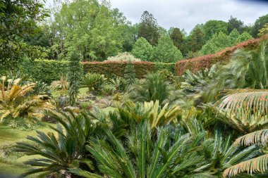 Günümüzde var olan en nadir ve en ilkel türlerden biri olan Sag Palm olarak da bilinen Cycas Vadisi Portekiz 'in Azores kentindeki Sao Miguel' in 