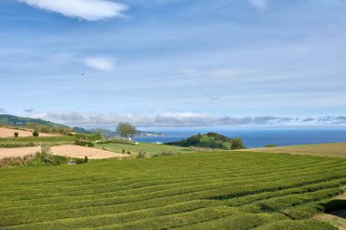 Sıra sıra çay tarlalarının manzarası ve Gorreana cha Gorreana çay fabrikasının inşaatı. Avrupa 'nın en eski ve tek çay tarlası Sao Miguel Adası Azores Portekiz