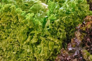 Portekiz, Azores, Ponta Delgada 'daki Graca pazarındaki sebze tezgahında marul yakını.