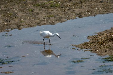 Küçük bir balıkçıl (Egretta garzetta) ince, koyu gagalı, siyah bacaklı ve sarımsı ayaklı (altın terlikler) küçük, karlı bir balıkçıl. Üreme tüyleri içindeki yetişkinin kafasında iki güzel, uzun tüy ve sırtında bir tutam beyaz tüy vardır..