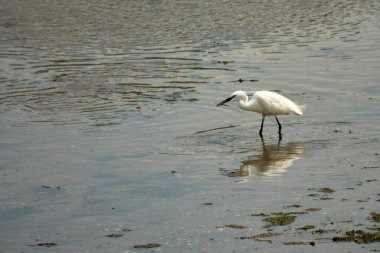 Küçük bir balıkçıl (Egretta garzetta) ince, koyu gagalı, siyah bacaklı ve sarımsı ayaklı (altın terlikler) küçük, karlı bir balıkçıl. Üreme tüyleri içindeki yetişkinin kafasında iki güzel, uzun tüy ve sırtında bir tutam beyaz tüy vardır..