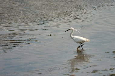 Küçük bir balıkçıl (Egretta garzetta) ince, koyu gagalı, siyah bacaklı ve sarımsı ayaklı (altın terlikler) küçük, karlı bir balıkçıl. Üreme tüyleri içindeki yetişkinin kafasında iki güzel, uzun tüy ve sırtında bir tutam beyaz tüy vardır..