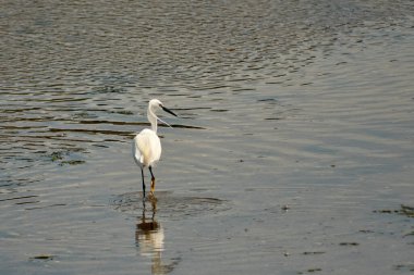 Küçük bir balıkçıl (Egretta garzetta) ince, koyu gagalı, siyah bacaklı ve sarımsı ayaklı (altın terlikler) küçük, karlı bir balıkçıl. Üreme tüyleri içindeki yetişkinin kafasında iki güzel, uzun tüy ve sırtında bir tutam beyaz tüy vardır..