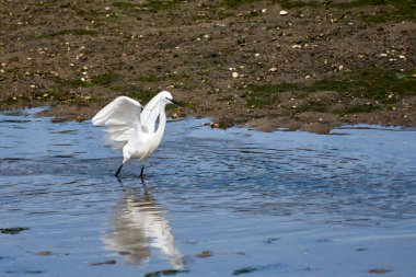 Küçük bir balıkçıl (Egretta garzetta) ince, koyu gagalı, siyah bacaklı ve sarımsı ayaklı (altın terlikler) küçük, karlı bir balıkçıl. Üreme tüyleri içindeki yetişkinin kafasında iki güzel, uzun tüy ve sırtında bir tutam beyaz tüy vardır..