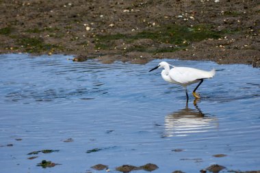 Küçük bir balıkçıl (Egretta garzetta) ince, koyu gagalı, siyah bacaklı ve sarımsı ayaklı (altın terlikler) küçük, karlı bir balıkçıl. Üreme tüyleri içindeki yetişkinin kafasında iki güzel, uzun tüy ve sırtında bir tutam beyaz tüy vardır..