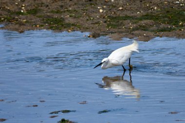 Küçük bir balıkçıl (Egretta garzetta) ince, koyu gagalı, siyah bacaklı ve sarımsı ayaklı (altın terlikler) küçük, karlı bir balıkçıl. Üreme tüyleri içindeki yetişkinin kafasında iki güzel, uzun tüy ve sırtında bir tutam beyaz tüy vardır..