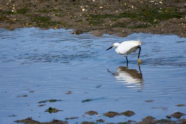 Küçük bir balıkçıl (Egretta garzetta) ince, koyu gagalı, siyah bacaklı ve sarımsı ayaklı (altın terlikler) küçük, karlı bir balıkçıl. Üreme tüyleri içindeki yetişkinin kafasında iki güzel, uzun tüy ve sırtında bir tutam beyaz tüy vardır..