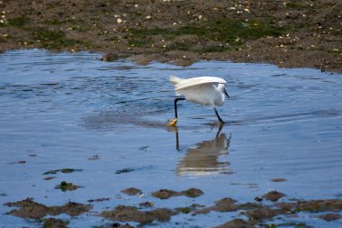 Küçük bir balıkçıl (Egretta garzetta) ince, koyu gagalı, siyah bacaklı ve sarımsı ayaklı (altın terlikler) küçük, karlı bir balıkçıl. Üreme tüyleri içindeki yetişkinin kafasında iki güzel, uzun tüy ve sırtında bir tutam beyaz tüy vardır..