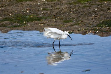 Küçük bir balıkçıl (Egretta garzetta) ince, koyu gagalı, siyah bacaklı ve sarımsı ayaklı (altın terlikler) küçük, karlı bir balıkçıl. Üreme tüyleri içindeki yetişkinin kafasında iki güzel, uzun tüy ve sırtında bir tutam beyaz tüy vardır..