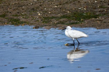 Küçük bir balıkçıl (Egretta garzetta) ince, koyu gagalı, siyah bacaklı ve sarımsı ayaklı (altın terlikler) küçük, karlı bir balıkçıl. Üreme tüyleri içindeki yetişkinin kafasında iki güzel, uzun tüy ve sırtında bir tutam beyaz tüy vardır..