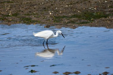 Küçük bir balıkçıl (Egretta garzetta) ince, koyu gagalı, siyah bacaklı ve sarımsı ayaklı (altın terlikler) küçük, karlı bir balıkçıl. Üreme tüyleri içindeki yetişkinin kafasında iki güzel, uzun tüy ve sırtında bir tutam beyaz tüy vardır..