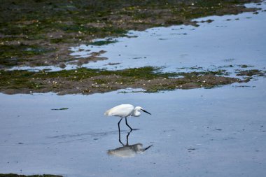 Küçük bir balıkçıl (Egretta garzetta) ince, koyu gagalı, siyah bacaklı ve sarımsı ayaklı (altın terlikler) küçük, karlı bir balıkçıl. Üreme tüyleri içindeki yetişkinin kafasında iki güzel, uzun tüy ve sırtında bir tutam beyaz tüy vardır..