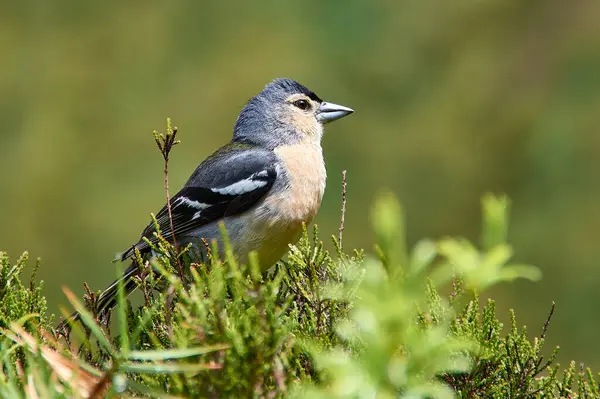 stock image A common chaffinch (Fringilla coelebs maderensis) is photographed on the island of San Miguel, Azores, Portugal, selective focus, close-up