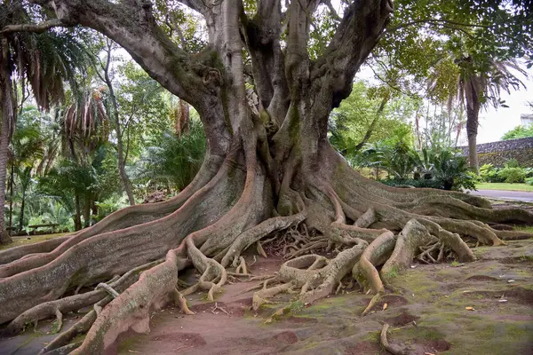 stock image Large evergreen banyan tree in Sao Miguel Azores Portugal in Antonio Borges. The large size of this tree is impressive. You could fit dozens of humans sitting on those root systems alone. Gigantic.