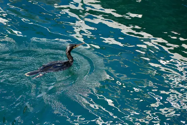 stock image A black cormorant swims calmly in the blue waters of the Ria de Vigo