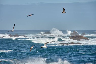 İspanya 'nın Galiçya kıyısındaki Baiona dalgalarında Cabo Silleiro' da dalgalar kopuyor.
