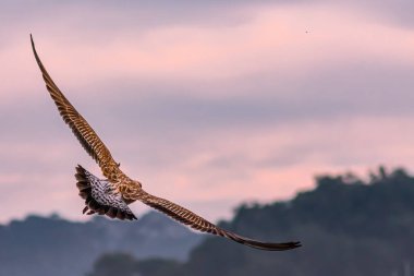 İspanya, Ria de Vigo 'daki Cies Adaları' nda uçan bir martı.